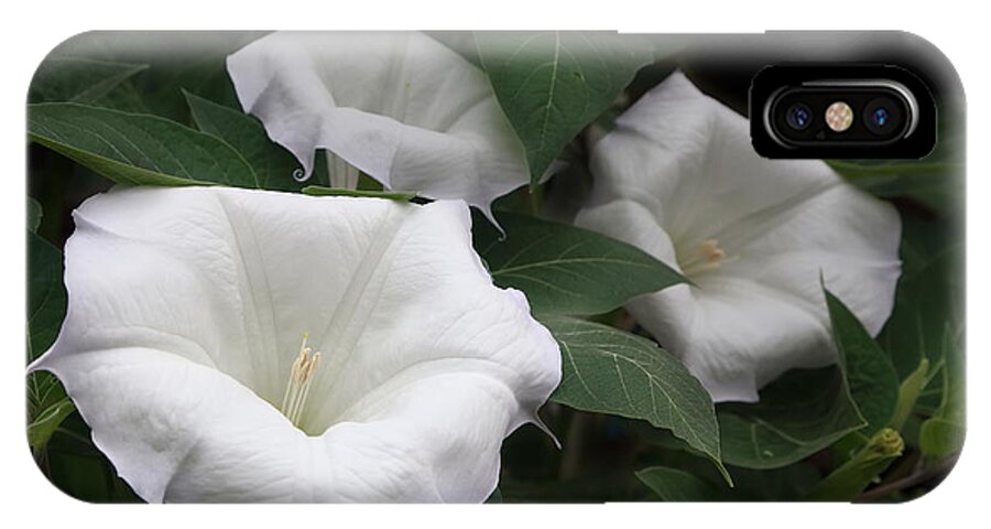 Flower iPhone X Case featuring the photograph Angels Trumpet Datura #1 by Angie Vogel