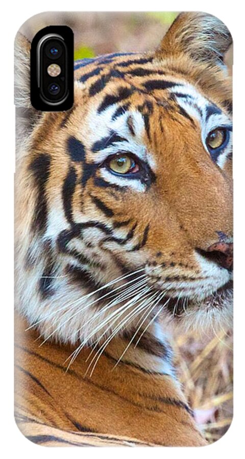 India iPhone X Case featuring the photograph Bandhavgarh Tigeress #1 by David Beebe