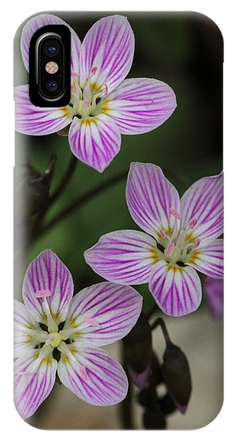 Carolina Spring Beauty iPhone X Case featuring the photograph Carolina Spring Beauty #2 by Doris Potter