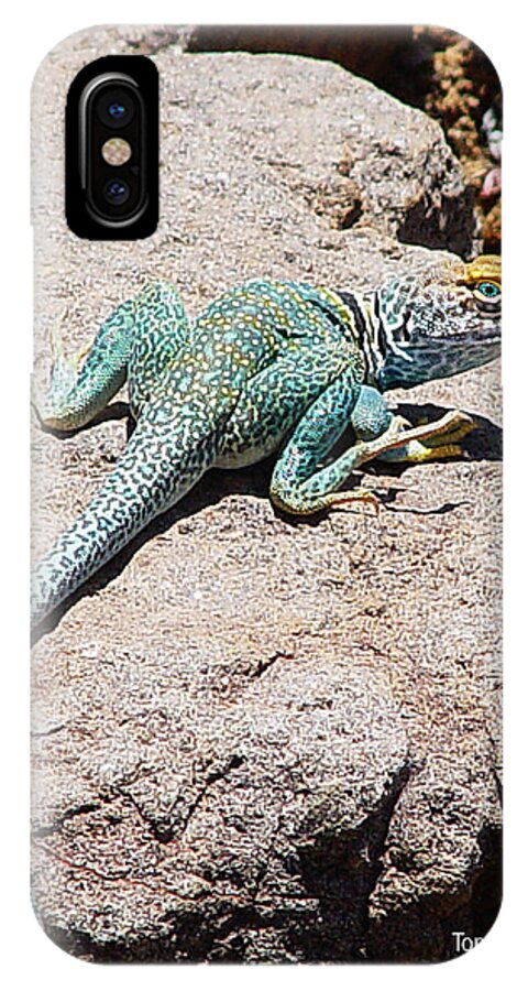 Collard Lizard iPhone X Case featuring the photograph Collard Lizard #1 by Tom Janca