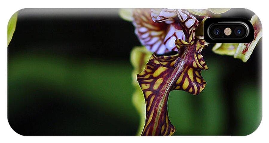 Dendrobium Spectabile iPhone X Case featuring the photograph Dendrobium Spectabile #1 by Winston D Munnings