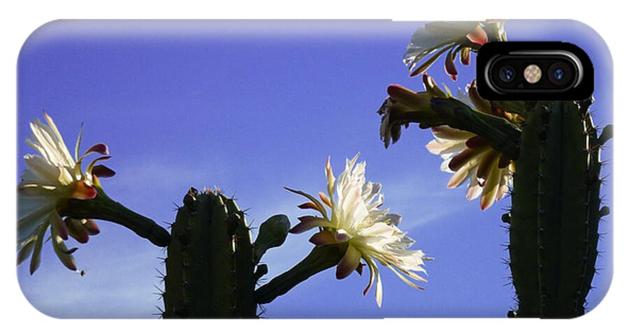 Cactus iPhone X Case featuring the photograph Flowering Cactus 4 by Mariusz Kula