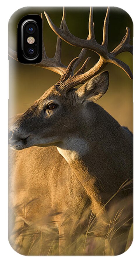 Deer iPhone X Case featuring the photograph Healthy #1 by Jack Milchanowski