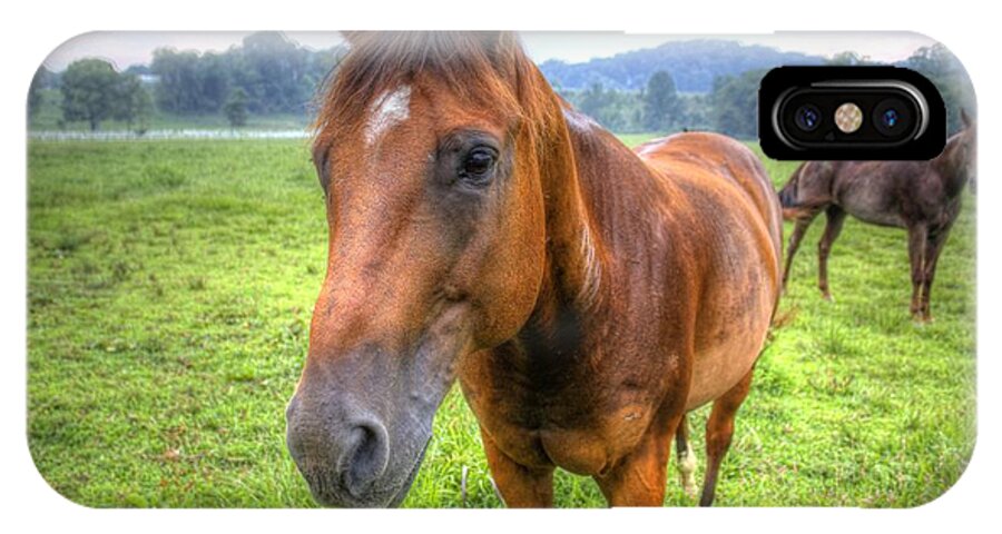Horse iPhone X Case featuring the photograph Horses in a Field #1 by Jonny D