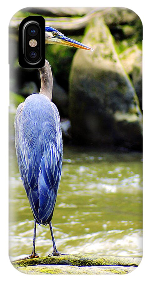 Blue Herron iPhone X Case featuring the photograph Keeping Watch #1 by Michelle Joseph-Long
