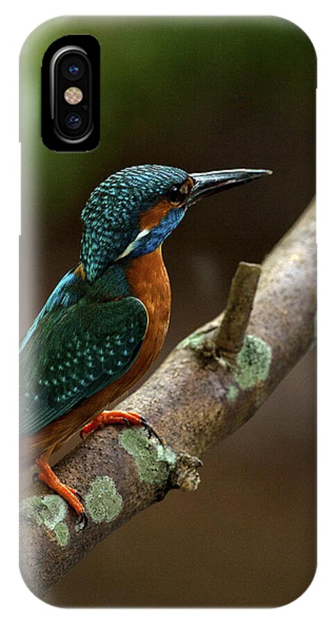 Kingfisher iPhone X Case featuring the photograph Male Kingfisher #1 by Paul Scoullar