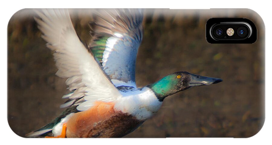 Male iPhone X Case featuring the photograph Male Northern Shoveler #1 by Ronald Lutz