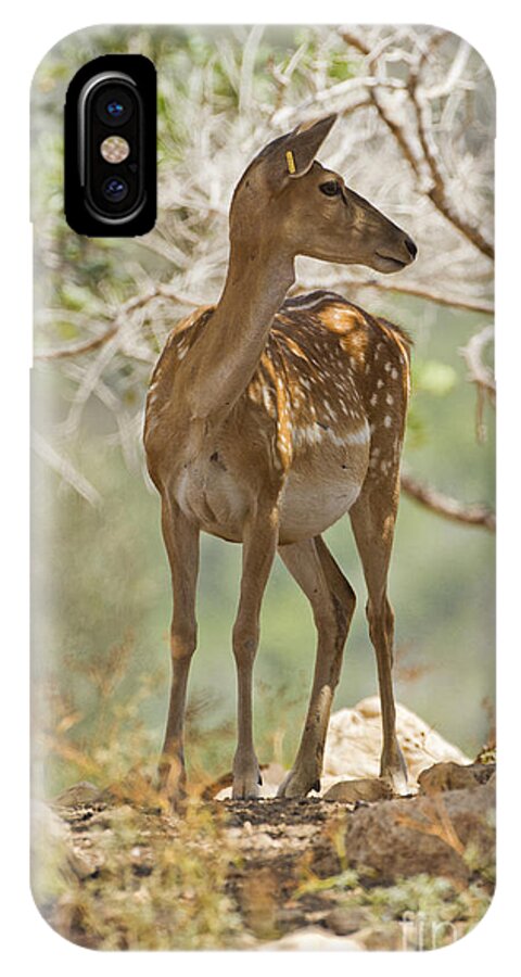 Fallow iPhone X Case featuring the photograph Mesopotamian Fallow deer 5 #1 by Eyal Bartov