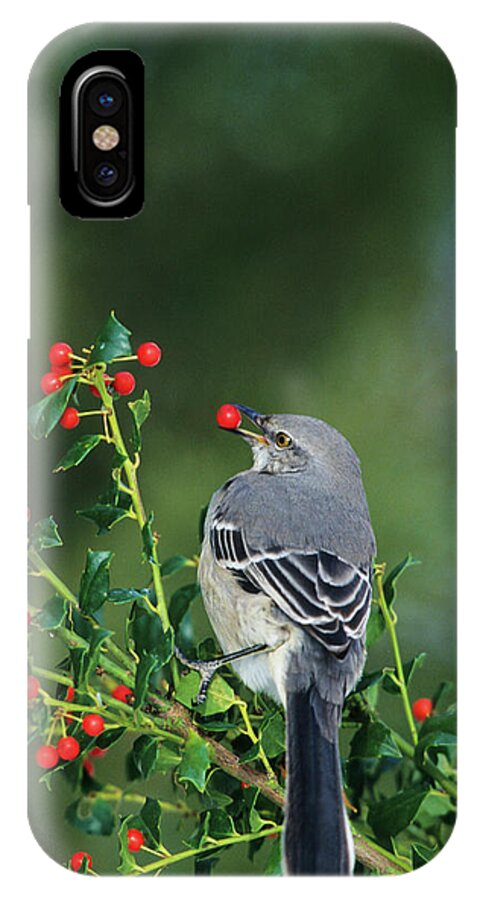 Alive iPhone X Case featuring the photograph Northern Mockingbird (mimus Polyglottos #1 by Richard and Susan Day