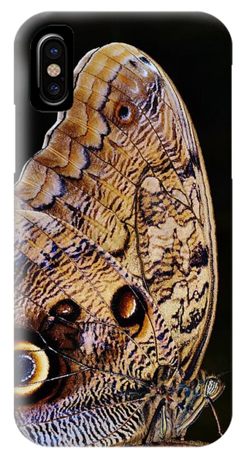 Close Up; Owl Butterfly; Huge; Eyespots; Wings; Insect; Brown; Decorative iPhone X Case featuring the photograph Owl butterfly #1 by Werner Lehmann