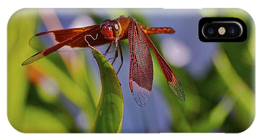 Dragonfly iPhone X Case featuring the photograph Poised #1 by Jocelyn Kahawai