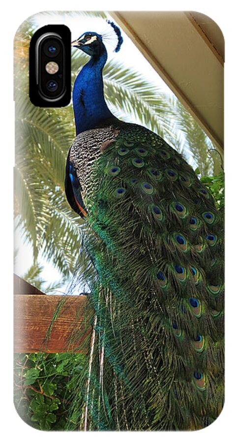 Peacock iPhone X Case featuring the photograph Proud Peacock #1 by Laurel Powell