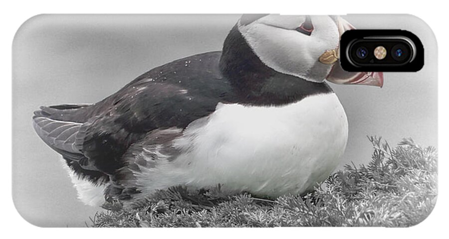 Puffin iPhone X Case featuring the photograph Puffin #1 by Lynn Bolt
