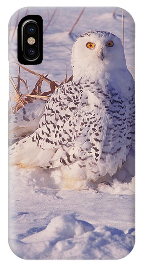 Snowy Owl Nyctea Scandiaca #1 Fleece Blanket by Ray Coleman - Science  Source Prints - Website