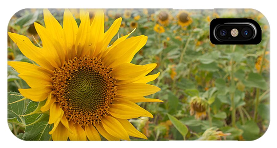 Miguel iPhone X Case featuring the photograph Sun Flower Fields #2 by Miguel Winterpacht