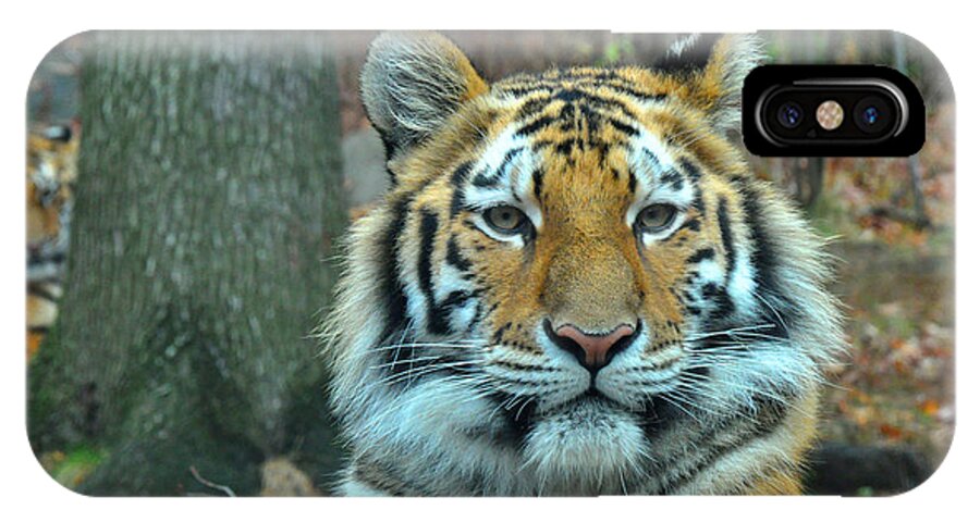 Tiger iPhone X Case featuring the photograph Tiger Bronx Zoo by Diane Lent