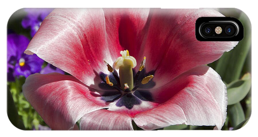 Tulips iPhone X Case featuring the photograph Tulips at Dallas Arboretum V93 #1 by Douglas Barnard