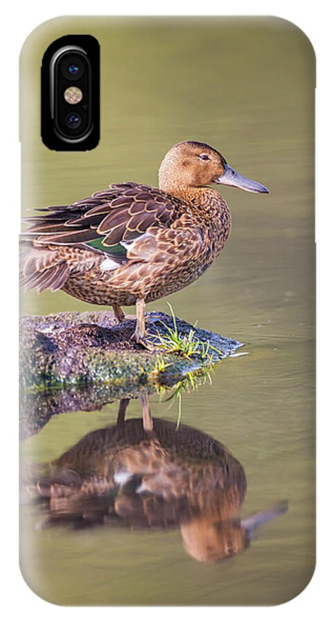 Anatidae iPhone X Case featuring the photograph USA, Wyoming, Cinnamon Teal Rests #1 by Elizabeth Boehm
