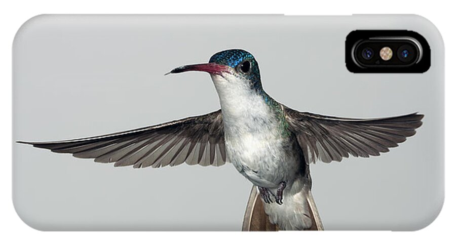 Arizona iPhone X Case featuring the photograph Violet-Crowned Hummingbird #1 by Gregory Scott