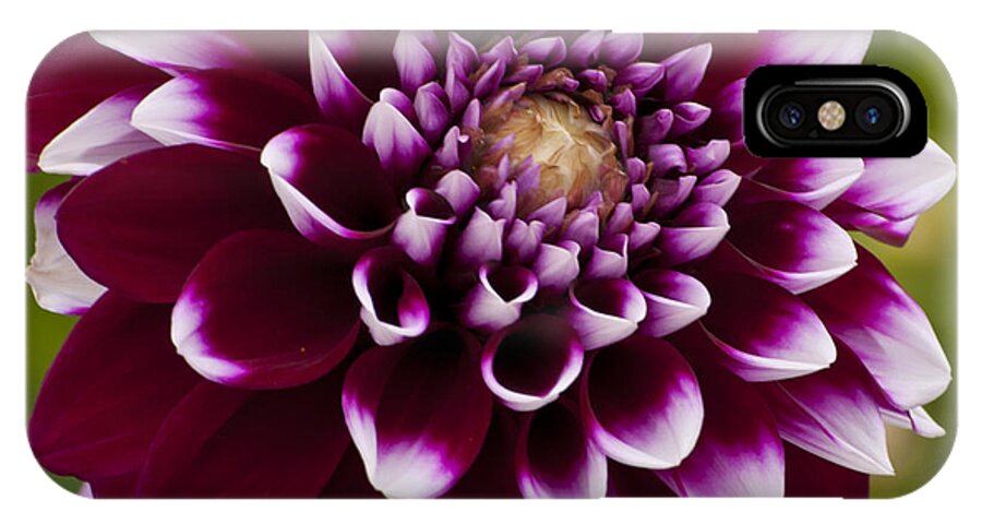 Swan Island Dahlia iPhone X Case featuring the photograph White and Purple Dahlia #1 by M J