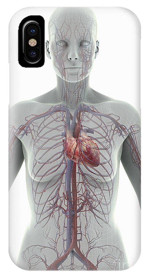 Blood Vessels iPhone X Case featuring the photograph The Cardiovascular System Female #10 by Science Picture Co