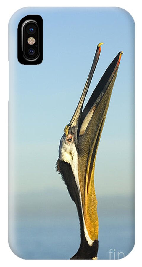 Brown Pelican iPhone X Case featuring the photograph Brown Pelican #13 by John Shaw