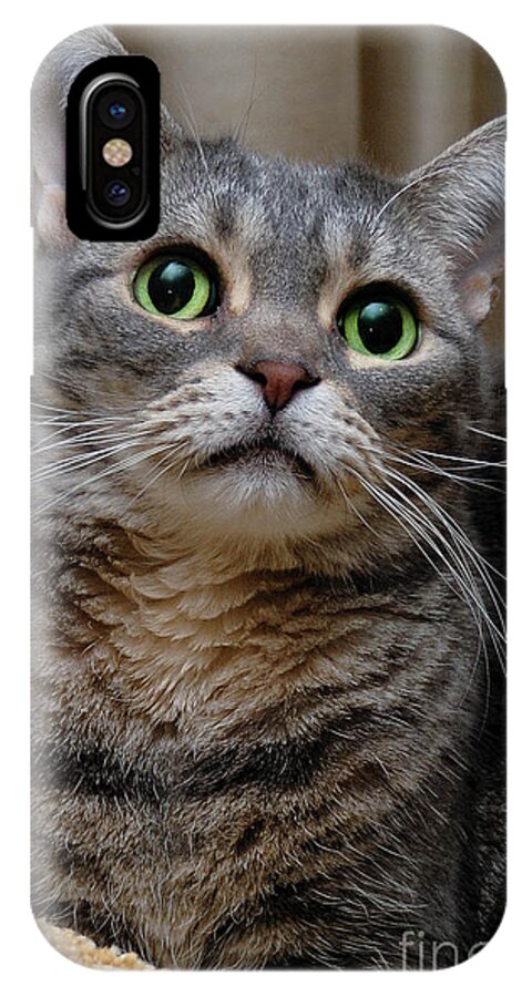 Alert iPhone X Case featuring the photograph American Shorthair Cat Portrait #2 by Amy Cicconi
