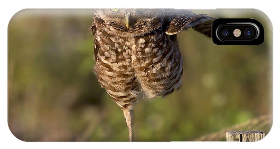 Burrowing Owl iPhone X Case featuring the photograph Burrowing Owl Photograph #1 by Meg Rousher