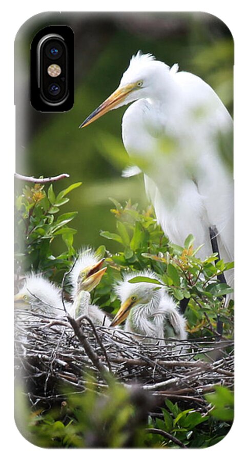  Egrets iPhone X Case featuring the photograph Great White Egret with Chicks #2 by Joseph G Holland