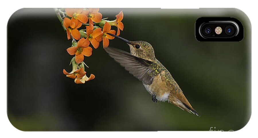 Bird iPhone X Case featuring the photograph Hummingbird #3 by Peter Dang