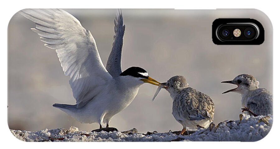 Least Tern iPhone X Case featuring the photograph Least Tern feeding it's young #2 by Meg Rousher