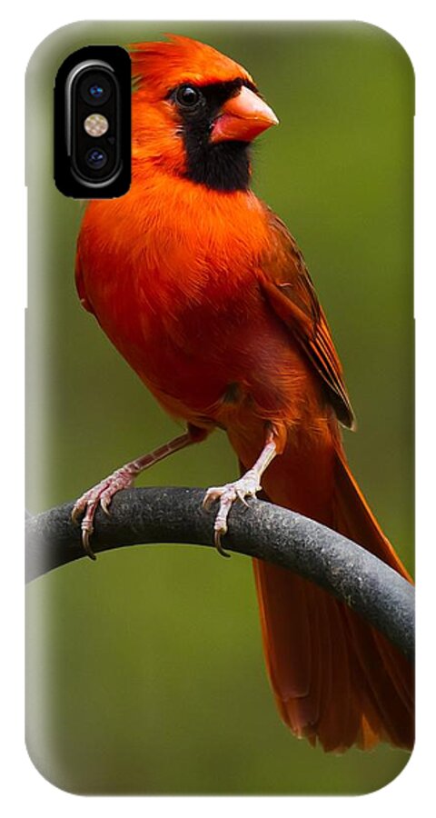 Male Cardinal iPhone X Case featuring the photograph Male Cardinal #2 by Robert L Jackson