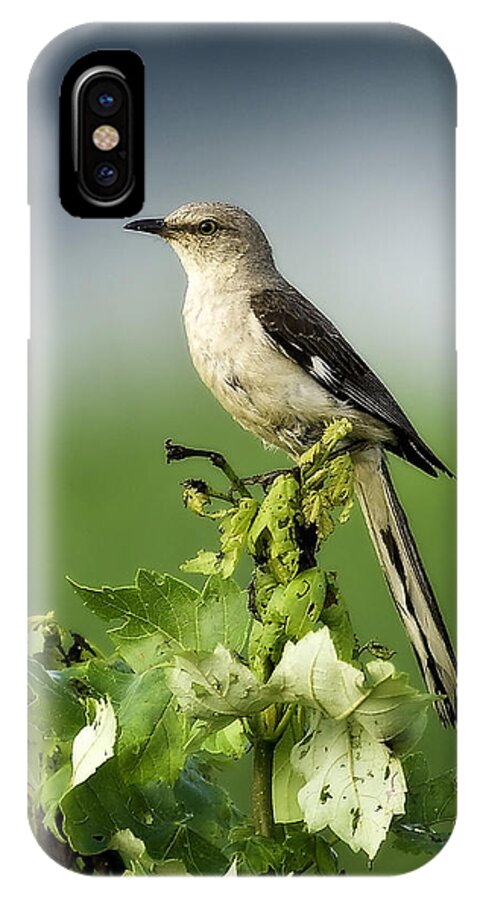 Nature iPhone X Case featuring the photograph Mocking Bird #2 by Melinda Dreyer