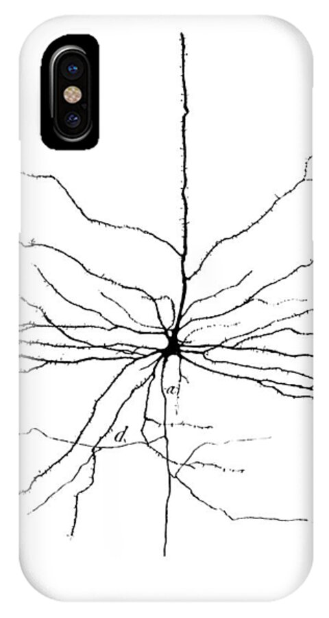 Pyramidal Cell iPhone X Case featuring the photograph Pyramidal Cell In Cerebral Cortex, Cajal #1 by Science Source