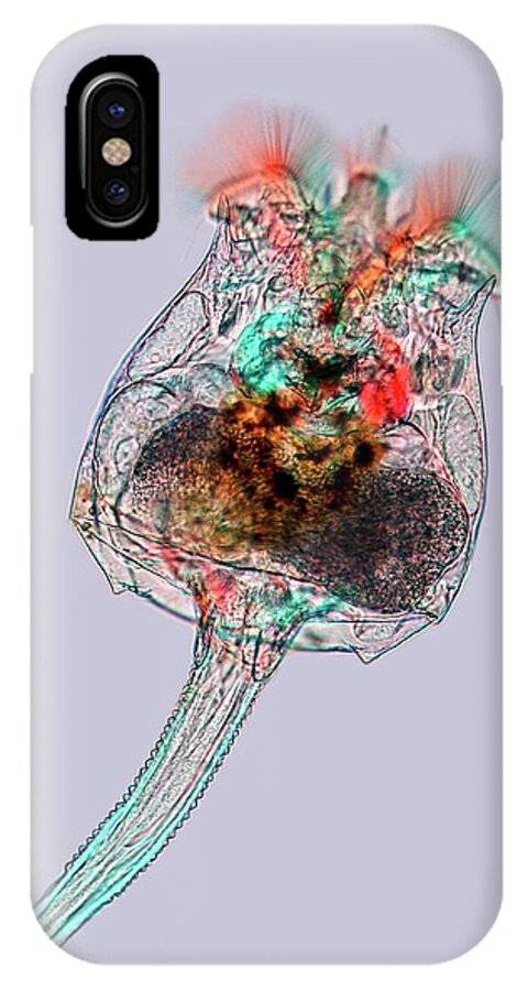 Animal iPhone X Case featuring the photograph Rotifer #2 by Marek Mis