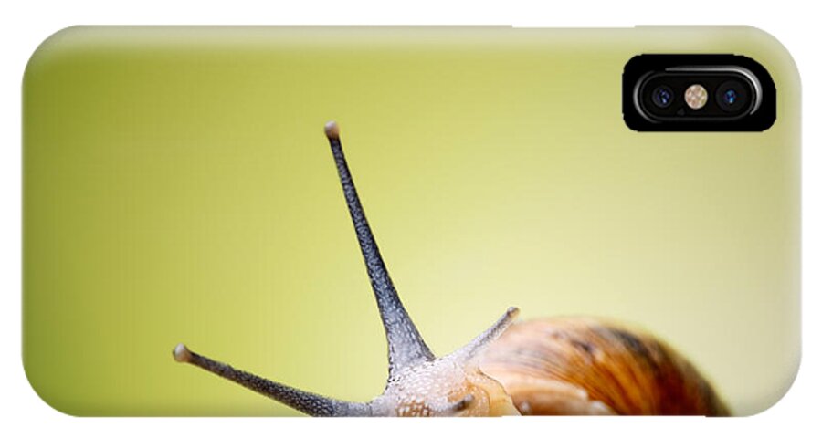Snail iPhone X Case featuring the photograph Snail on green stem #3 by Johan Swanepoel