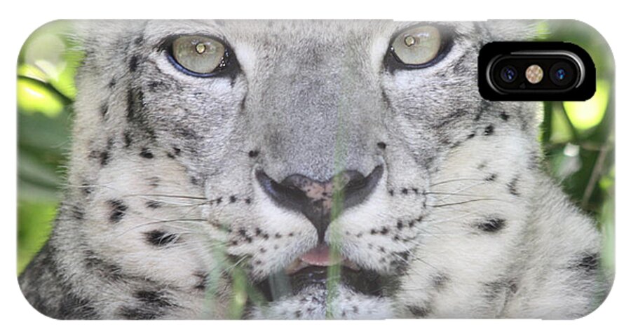 Snow Leopard iPhone X Case featuring the photograph Snow Leopard by John Telfer