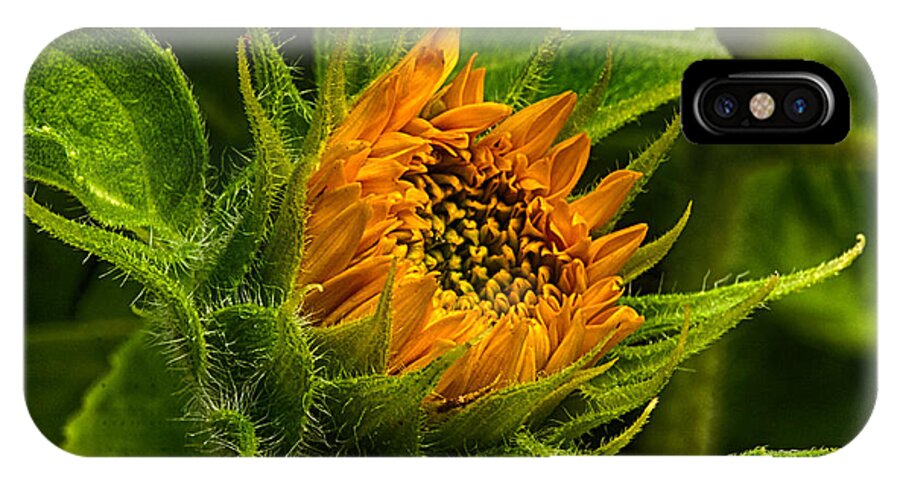 Sunflower iPhone X Case featuring the photograph Sunflower #2 by Thomas Maugham