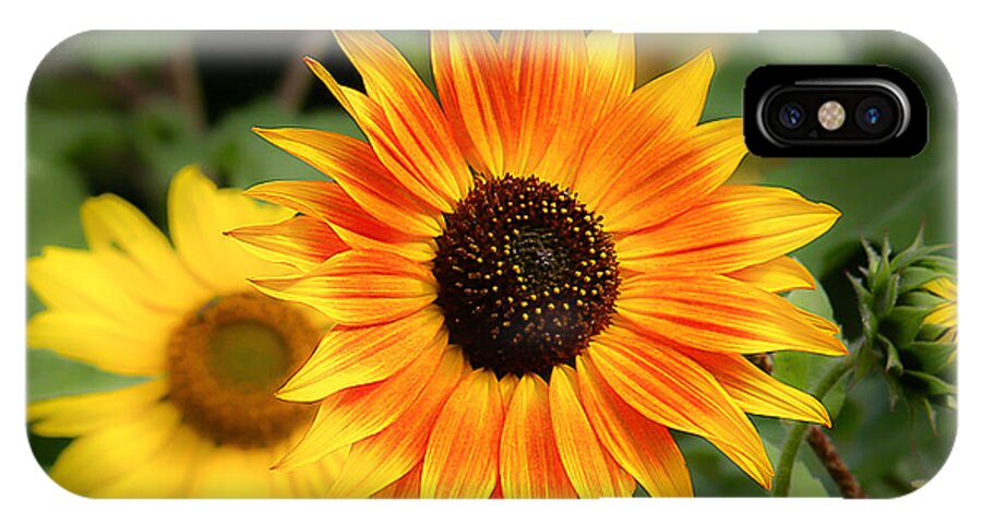 Sunflower iPhone X Case featuring the photograph Sunflowers #2 by Dennis Bucklin