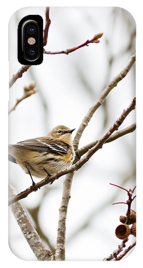 annette Hugen iPhone X Case featuring the photograph Warbler Calls by Annette Hugen