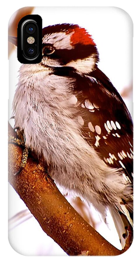 Downy Woodpecker iPhone X Case featuring the photograph Woody #2 by Jim Hogg