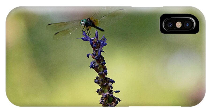 Blue Dragonfly iPhone X Case featuring the photograph Blue dragonfly #3 by Susan Jensen