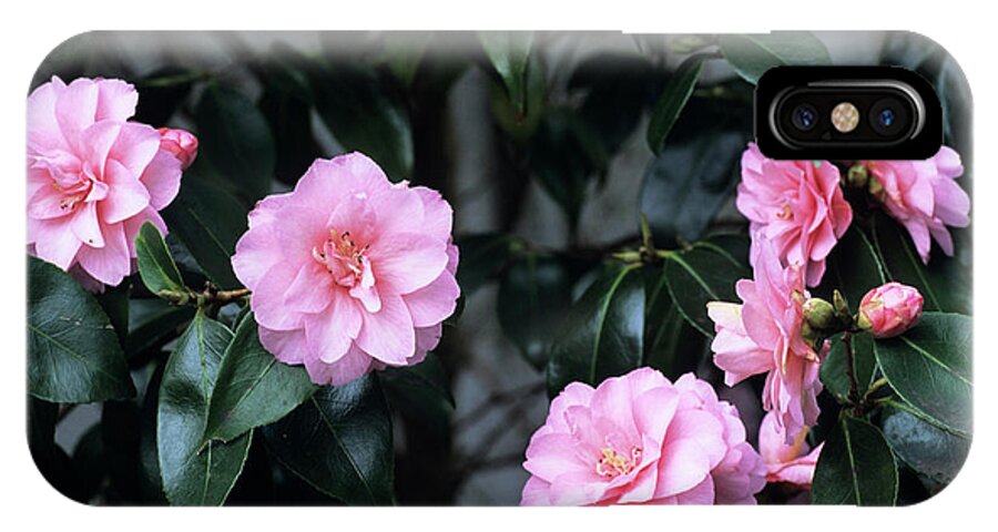 'spring Festival' iPhone X Case featuring the photograph Camellia Flowers #3 by Adrian Thomas/science Photo Library