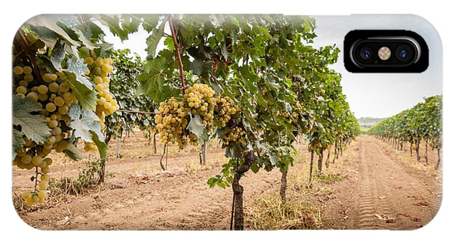 Europe iPhone X Case featuring the photograph Close Up Of Ripe Wine Grapes On The Vine Ready For Harvesting #3 by Peter Noyce