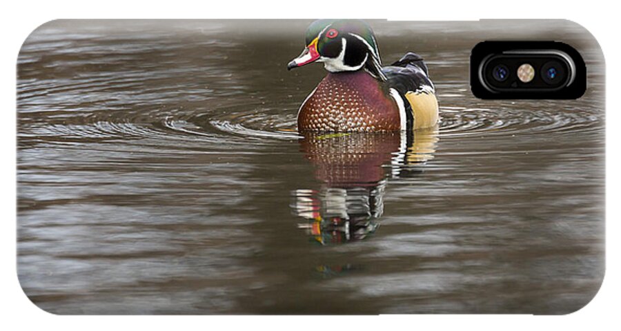 Animal iPhone X Case featuring the photograph Wood Duck #1 by Jack R Perry