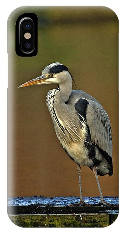 Heron iPhone X Case featuring the photograph Grey Heron #4 by Paul Scoullar
