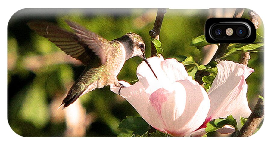 Hummingbirds iPhone X Case featuring the photograph Hummingbird #5 by John Freidenberg