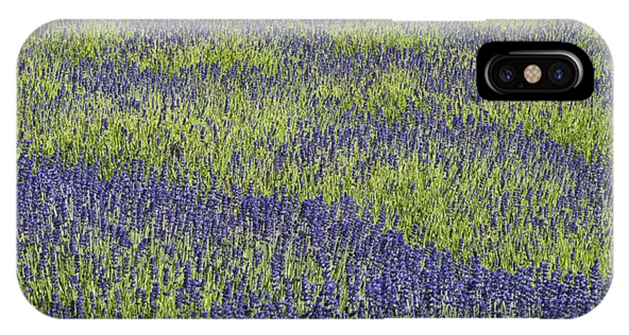Agriculture iPhone X Case featuring the photograph Lavendar field rows of white and purple flowers #5 by Jim Corwin