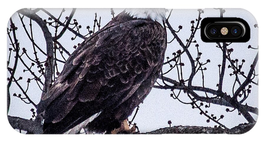 Bald Eagle iPhone X Case featuring the photograph Bald Eagle #8 by Ronald Grogan
