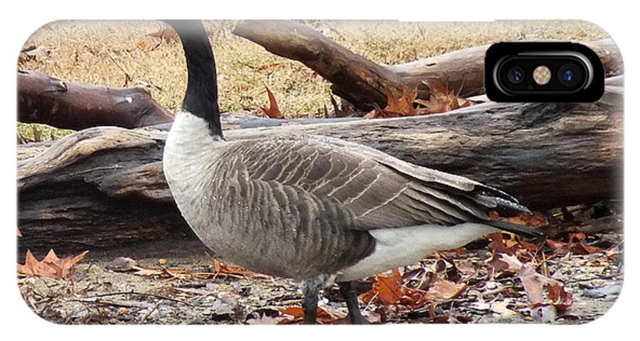 a Goose In Virginia iPhone X Case featuring the photograph A Goose in Virginia by Kimmary MacLean